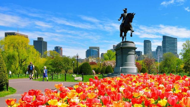 Boston public garden filled with yellow, orange, and red tulips with a statue of George Washington riding a horse and the city in the background, boston performance tours