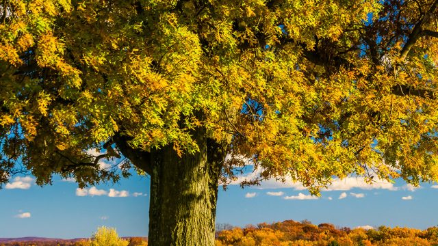 Large green and orange tree in the fall hanging over black statue in Gettysburg National Military Park, gettysburg and amish country educational tours