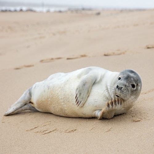 seal on beach